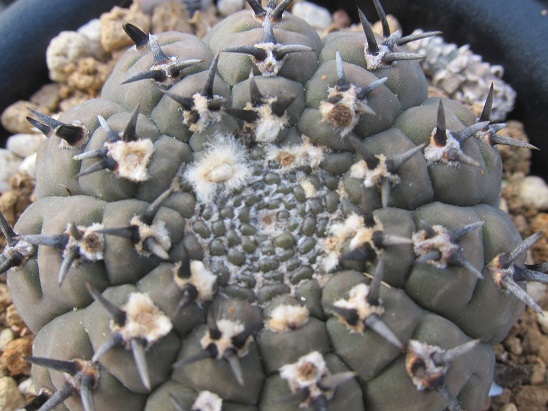 黒刺 鳳頭 個性が キラリ☆ - うに博士の ゆら～り サボテン研究室