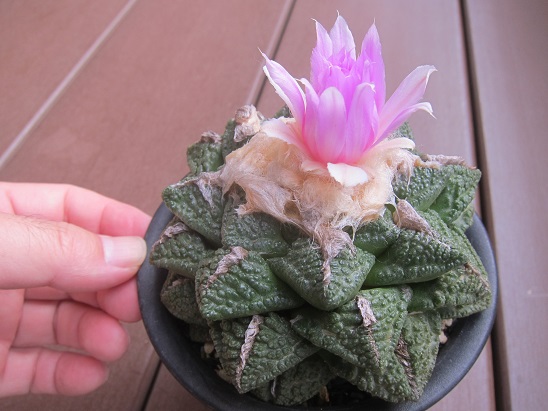 連山 ゴジラ いやしをもとめて - うに博士の ゆら～り サボテン研究室