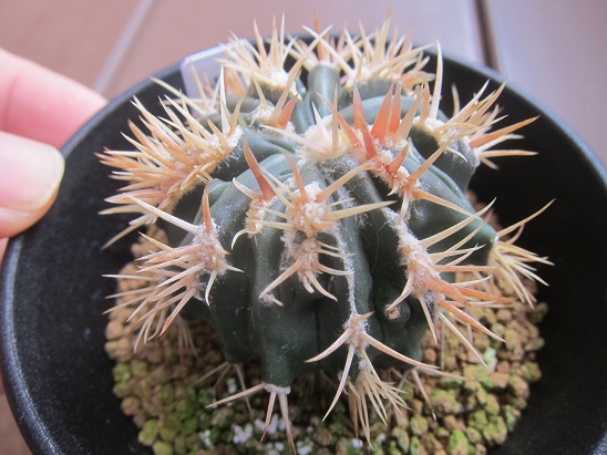 サボテン 綾波モンスト 【公式通販】