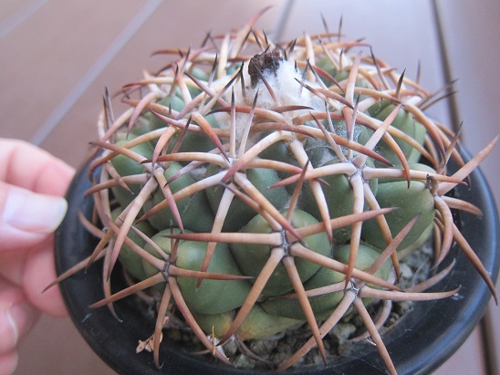 f:id:doctor-uni:20201128163702j:plain