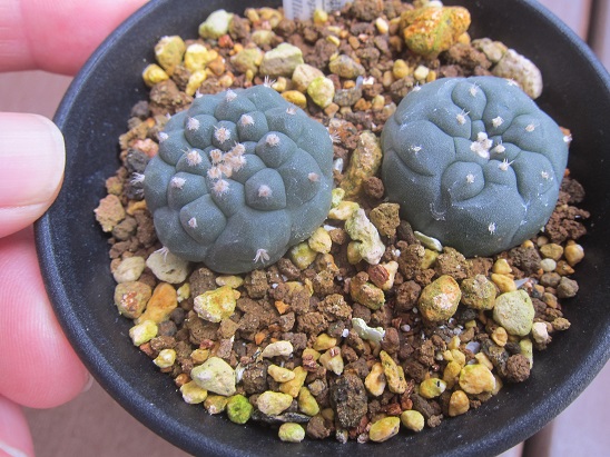 有刺 烏羽玉 - うに博士の ゆら～り サボテン研究室