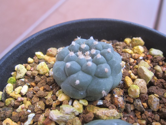 ロホホラ　ロフォフォラ『銀冠玉綴化』　(ウバ玉・翠冠玉・銀冠玉） ロホホラ ロフォフォラ『銀冠玉綴化』 (ウバ玉・翠冠玉・銀冠玉） 翠