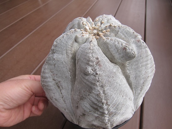 f:id:doctor-uni:20201218163354j:plain