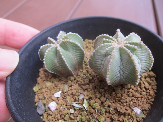 f:id:doctor-uni:20201218163406j:plain