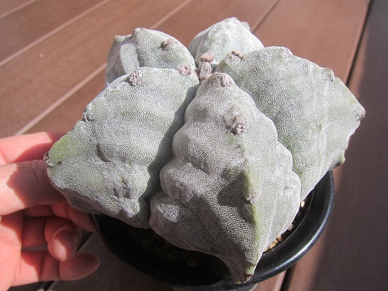 f:id:doctor-uni:20210205201346j:plain