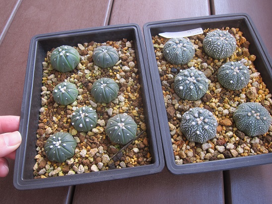 f:id:doctor-uni:20210326235802j:plain