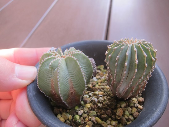 f:id:doctor-uni:20210326235820j:plain