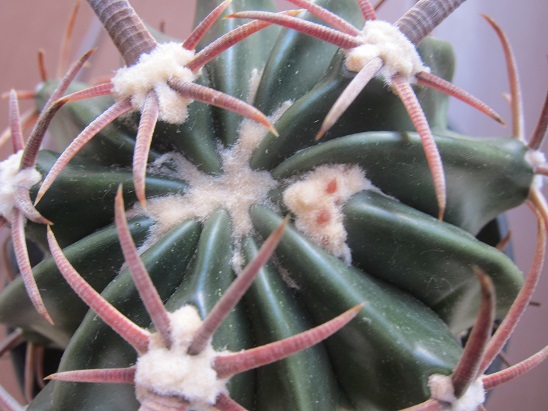 f:id:doctor-uni:20210328071759j:plain