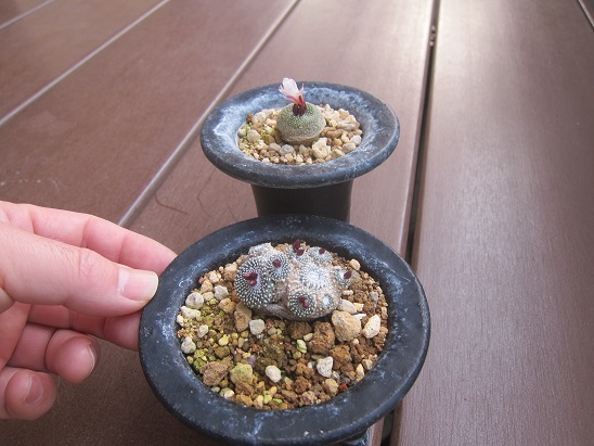 f:id:doctor-uni:20210403095655j:plain