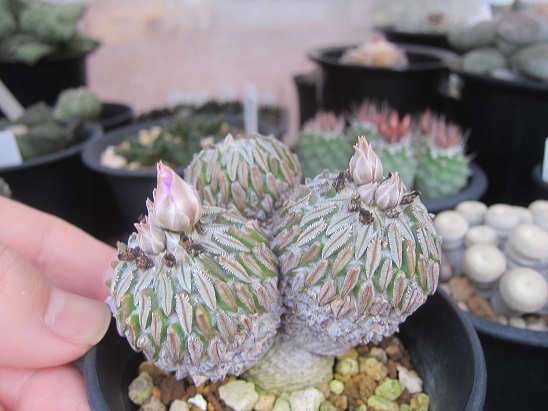 f:id:doctor-uni:20210403095704j:plain