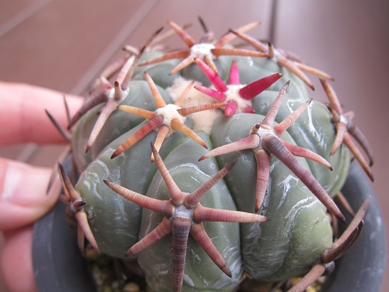 f:id:doctor-uni:20210403095713j:plain