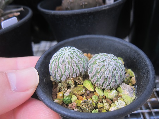 f:id:doctor-uni:20210403095742j:plain