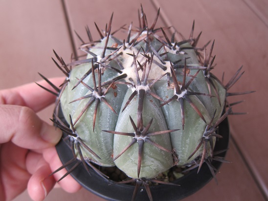 f:id:doctor-uni:20210403095746j:plain