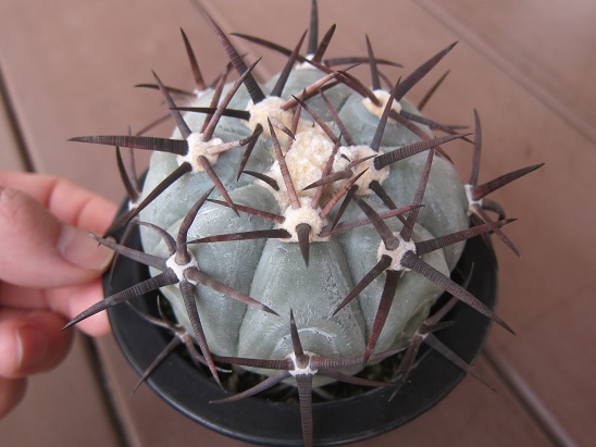 f:id:doctor-uni:20210403095749j:plain