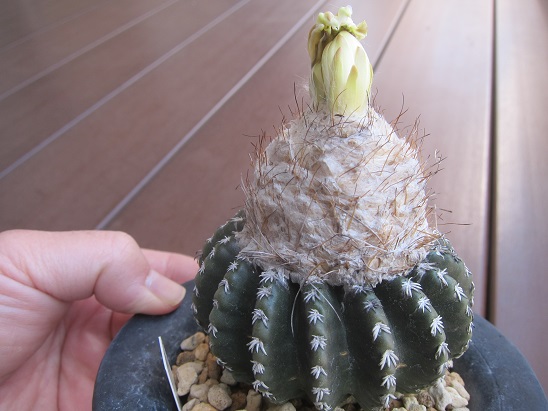 f:id:doctor-uni:20210415223552j:plain