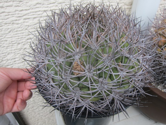 f:id:doctor-uni:20210415223619j:plain