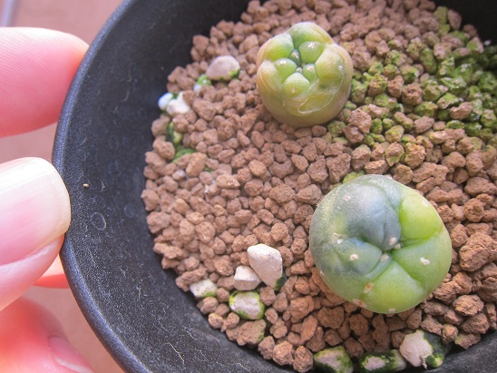 f:id:doctor-uni:20210420200331j:plain