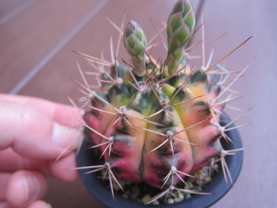 f:id:doctor-uni:20210519173127j:plain