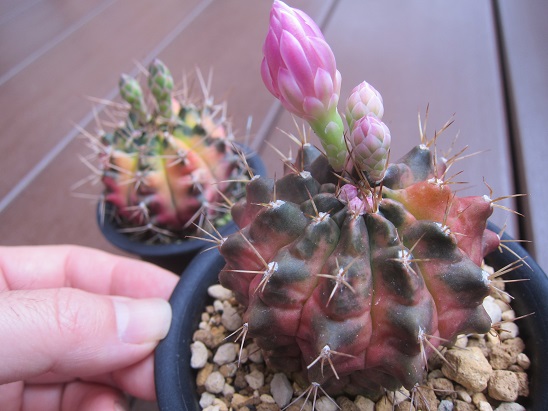 f:id:doctor-uni:20210519173132j:plain