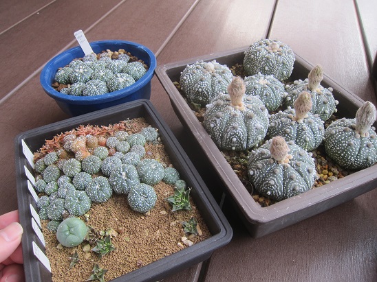 f:id:doctor-uni:20210623155244j:plain