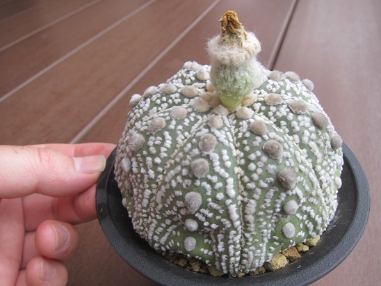 f:id:doctor-uni:20210623155254j:plain