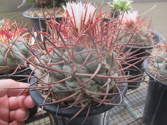 f:id:doctor-uni:20210717205442j:plain