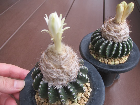 f:id:doctor-uni:20210815174750j:plain