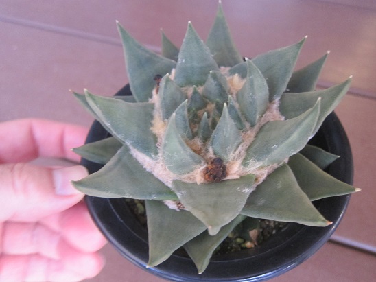 f:id:doctor-uni:20210902203323j:plain