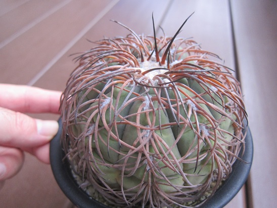 f:id:doctor-uni:20210911200229j:plain