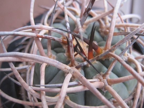 f:id:doctor-uni:20210911200231j:plain