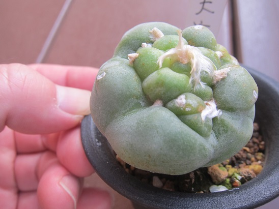 f:id:doctor-uni:20211008221939j:plain