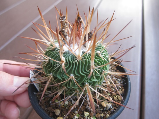 f:id:doctor-uni:20211010205016j:plain