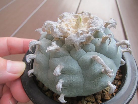 f:id:doctor-uni:20211010205040j:plain