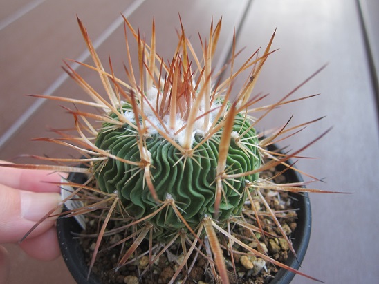 f:id:doctor-uni:20211010205049j:plain