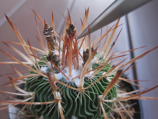 f:id:doctor-uni:20211010205051j:plain