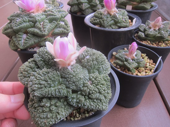 f:id:doctor-uni:20211106160745j:plain