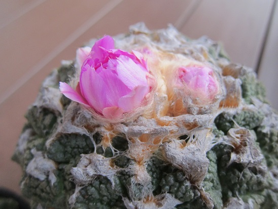 f:id:doctor-uni:20211106160748j:plain