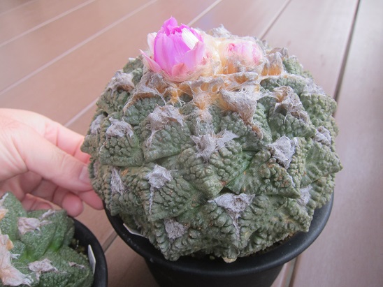 f:id:doctor-uni:20211106160751j:plain