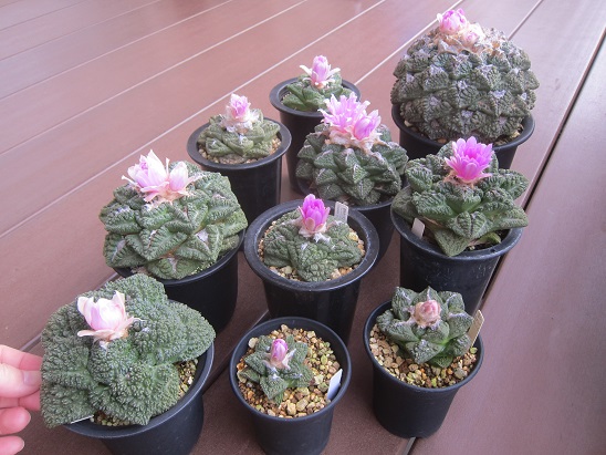 f:id:doctor-uni:20211106160756j:plain