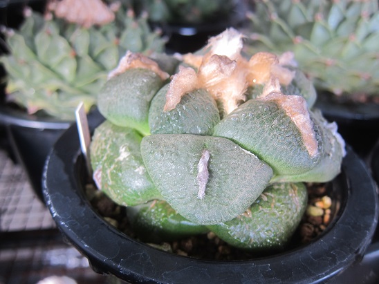 f:id:doctor-uni:20211205172039j:plain