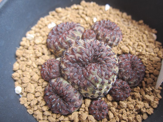 f:id:doctor-uni:20220130195312j:plain