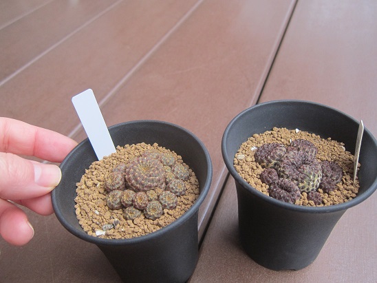 f:id:doctor-uni:20220130195317j:plain