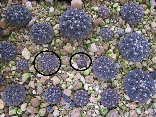 f:id:doctor-uni:20220216162209j:plain