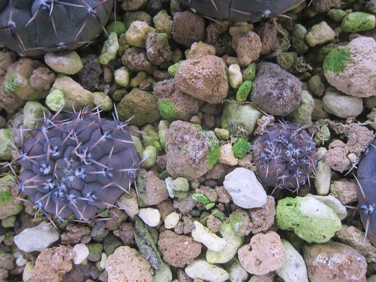 f:id:doctor-uni:20220216162211j:plain