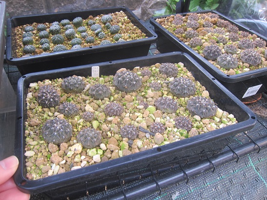 f:id:doctor-uni:20220216162214j:plain