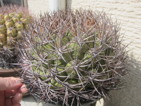 ゼガラエ 新天地 尾形丸 - うに博士の ゆら～り サボテン研究室