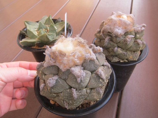 アリオカルプス 牡丹類 植えかえ3株 - うに博士の ゆら～り サボテン