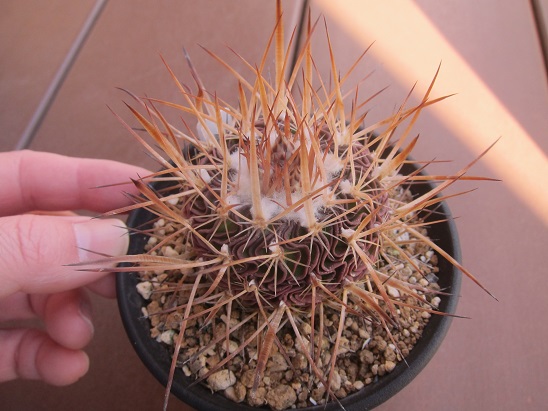 f:id:doctor-uni:20220308211340j:plain