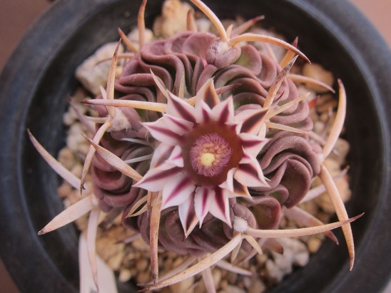 f:id:doctor-uni:20220308211343j:plain