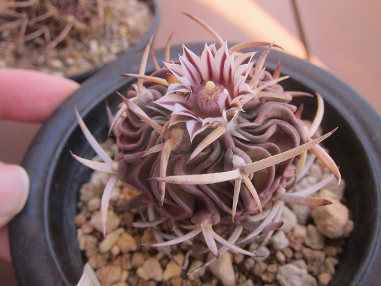 f:id:doctor-uni:20220308211345j:plain